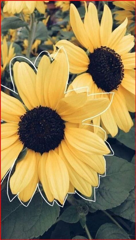 Download 444+ Aesthetic Sunflower Names Printable